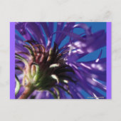 Carte Postale Au-dessous d'un aster (Devant)