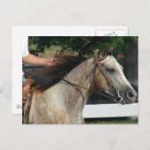 Carte Postale Au Horse Show (Devant / Derrière)