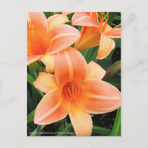 Carte Postale Au jour le jour : Hemerocallis "Princesse Persane"