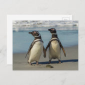 Carte Postale Au pair des penguins (Devant / Derrière)
