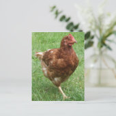 Carte postale au poulet (Debout devant)