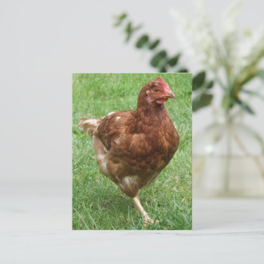 Carte postale au poulet (Debout devant)