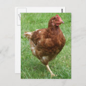 Carte postale au poulet (Devant / Derrière)