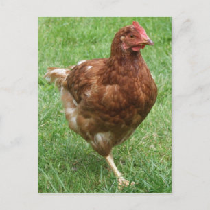 Carte postale au poulet