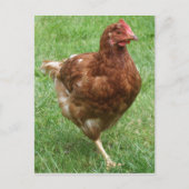 Carte postale au poulet (Devant)