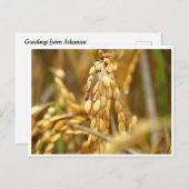 Carte postale au riz (Devant / Derrière)