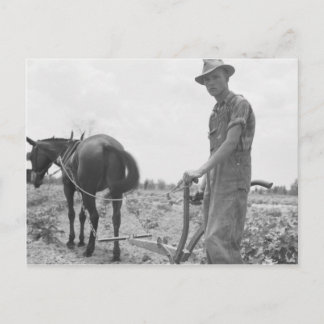 Carte Postale Au travail dans le coton