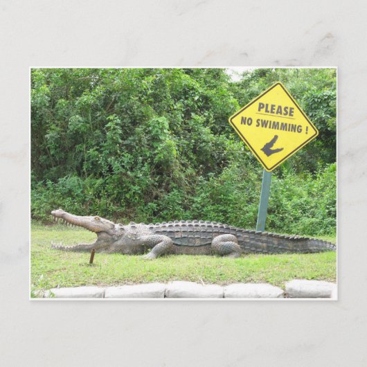 Carte Postale Aucune natation ! (Devant)