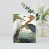 Carte Postale Audubon : Aiguille Rougeâtre Ou Héron Violet (Debout devant)