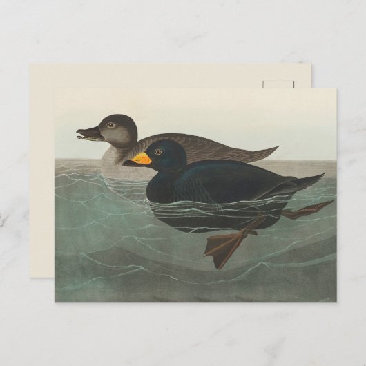 Carte Postale Audubon American Scoter Duck Classic (Devant / Derrière)