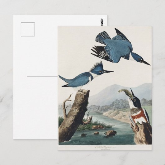 Carte Postale Audubon Belted Kingfisher Peinture d'oiseaux sauva (Devant / Derrière)