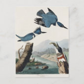 Carte Postale Audubon Belted Kingfisher Peinture d'oiseaux sauva (Devant)