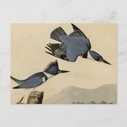 Carte Postale Audubon Belted Kingfisher Wildlife Bird (Devant)