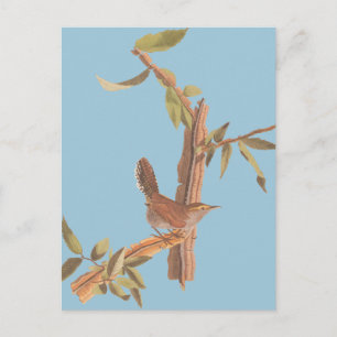 Carte Postale Audubon Bewick's Wren Solitaire Song Bird sur Bran