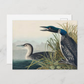 Carte Postale Audubon Bird Loon Diver Classic (Devant / Derrière)