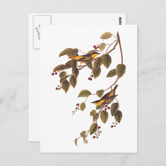 Carte postale Audubon Bird Paruline carbonée (Devant / Derrière)