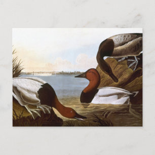 Carte Postale Audubon : Canvasback