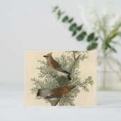 Carte Postale Audubon Cèdre cire oiseau (Debout devant)