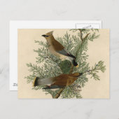 Carte Postale Audubon Cèdre cire oiseau (Devant / Derrière)