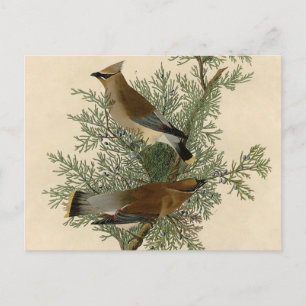 Carte Postale Audubon Cèdre cire oiseau