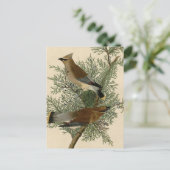 Carte Postale Audubon Cèdre cire oiseau (Debout devant)