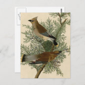 Carte Postale Audubon Cèdre cire oiseau (Devant / Derrière)