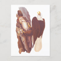 Audubon Classic Bald Eagle avec poisson frais