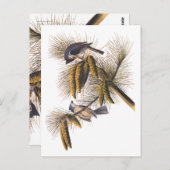 Carte Postale Audubon Crested Titmouse Birds in Pine Tree (Devant / Derrière)