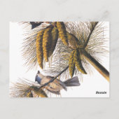 Carte Postale Audubon Crested Titmouse Birds in Pine Tree (Dos)