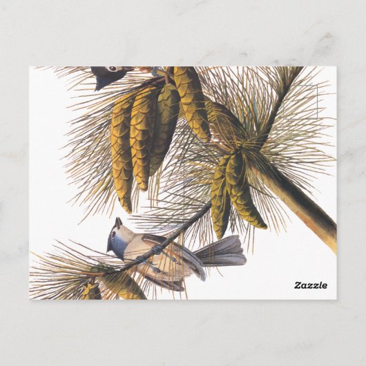 Carte Postale Audubon Crested Titmouse Birds in Pine Tree (Dos)