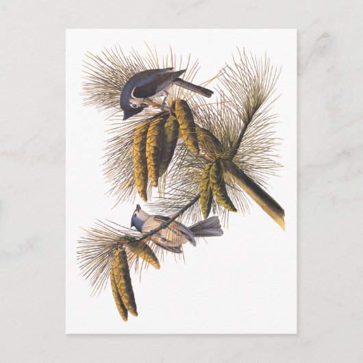 Carte Postale Audubon Crested Titmouse Birds in Pine Tree (Devant)