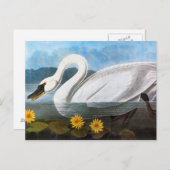 Carte Postale Audubon : Cygne commun (Devant / Derrière)