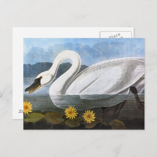 Carte Postale Audubon : Cygne commun (Devant / Derrière)