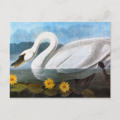 Carte Postale Audubon : Cygne commun (Devant)
