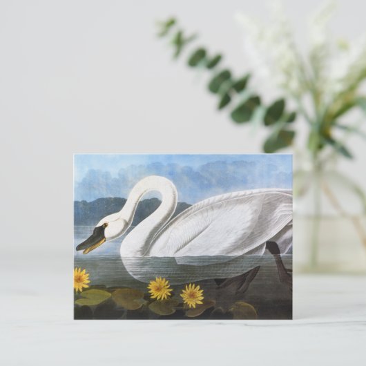 Carte Postale Audubon : Cygne commun (Debout devant)