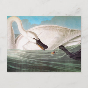 Carte Postale Audubon : Cygne trompette