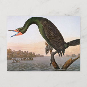 Carte Postale Audubon : Double Crested Cormorant