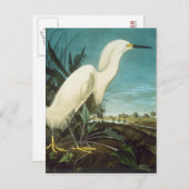 Carte Postale Audubon : Egret (Devant / Derrière)