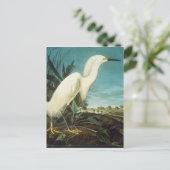 Carte Postale Audubon : Egret (Debout devant)