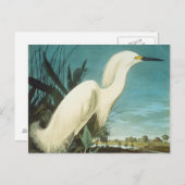 Carte Postale Audubon : Egret (Devant / Derrière)