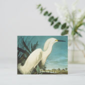 Carte Postale Audubon : Egret (Debout devant)