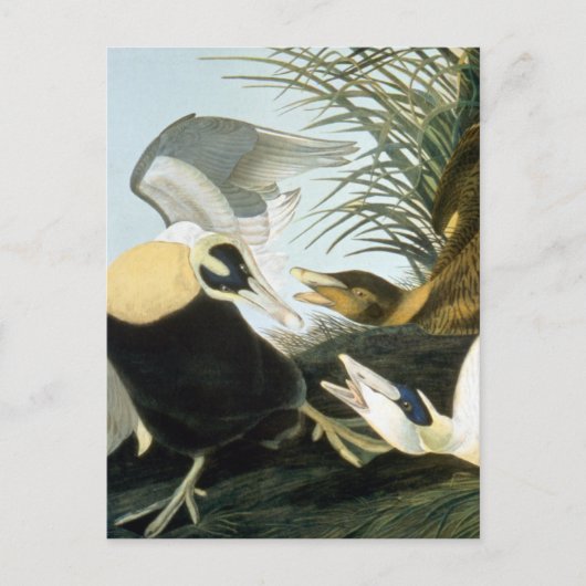 Carte Postale Audubon : Eider Duck (Devant)