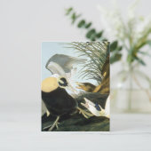 Carte Postale Audubon : Eider Duck (Debout devant)