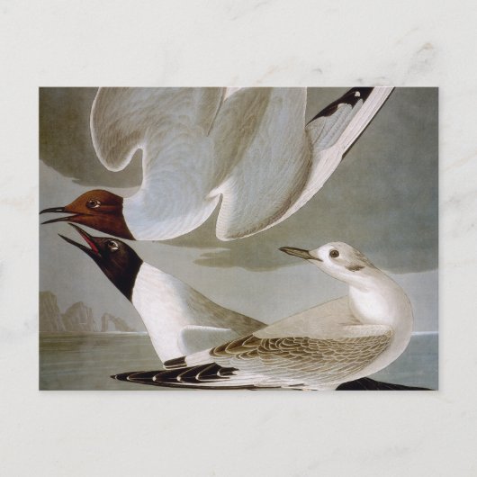 Carte Postale Audubon : Goéland de Bonaparte (Devant)