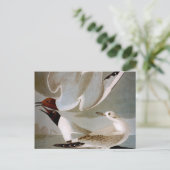 Carte Postale Audubon : Goéland de Bonaparte (Debout devant)