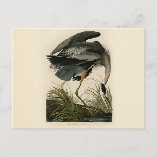 Carte Postale Audubon Great Blue Heron Marsh Bird (Devant)