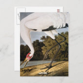 Carte Postale Audubon : Grue blanche (Devant / Derrière)