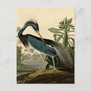 Carte Postale Audubon Héron de Louisiane Oiseaux Amérique Art