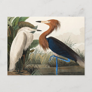 Carte Postale Audubon - Héron pourpré