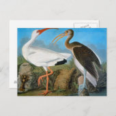 Carte Postale Audubon : Ibis blanc (Devant / Derrière)